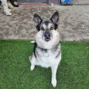 Picture for category Canine 